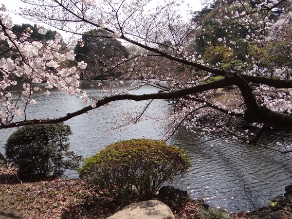 Цветущая сакура над прудом (Токио, Япония)