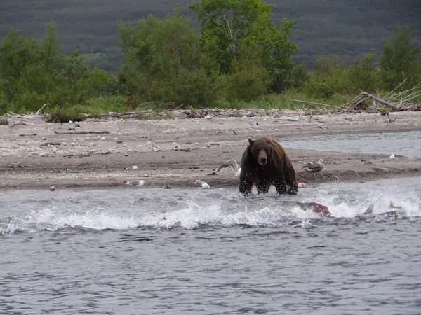 Бурый медведь на рыбалке на озере Курильское (Камчатка)
