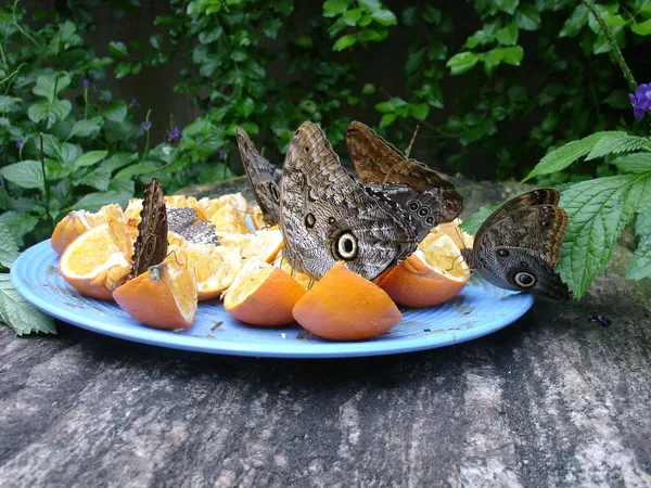 Бабочки на апельсинах (Ниагара, Канада)