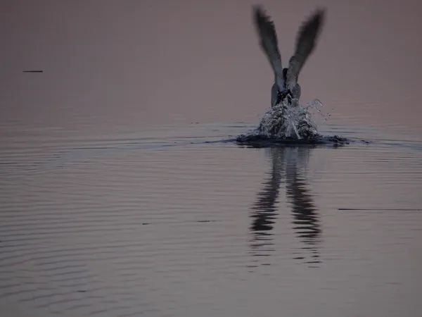Взлёт утки на озере (окрестности Риги)